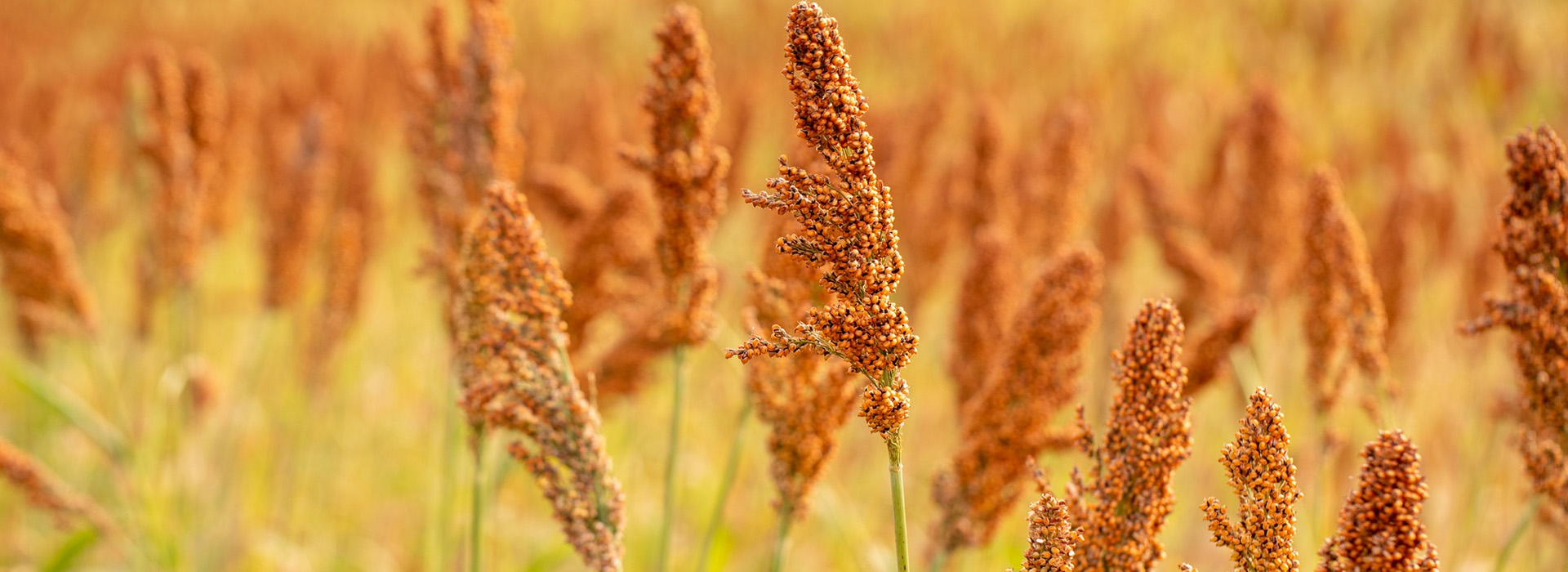 太麻里地區特產農作物-結穗滿滿的紅藜