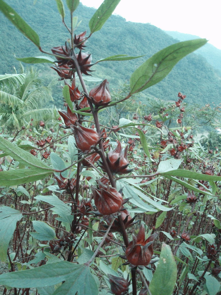 金峰鄉紅寶石般的洛神花果實